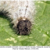 carch orientalis larva5b